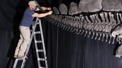 Apex, el fósil de estegosaurio más grande jamás encontrado, será subastado  