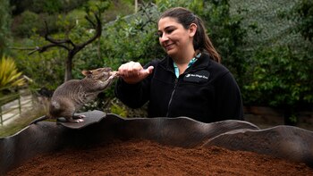 Las ratas gigantes africanas como