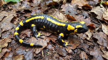 Una salamandra de color negro con manchas y franjas amarillas se arrastra sobre un lecho de hojas secas y húmedas en el suelo.