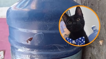 Abandonan a un gato dentro de un bidón de agua de 20 litros y envían una carta con profecías y símbolos del asesino del Zodiaco para justificar su abandono.