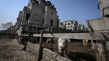 La gran estafa que derivó