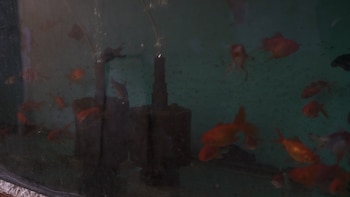 Peces rescatados en un operativo de seguridad en Uruguay (Ministerio del Interior)