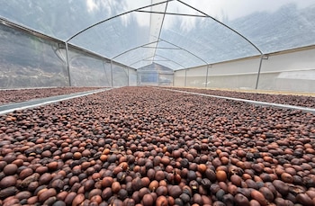 La comunidad de Tablón produce cerca de un millón de cajuelas de café al año. Crédito: Isel Martínez