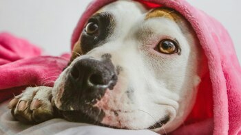 David Vallejo, veterinario: “Los perros