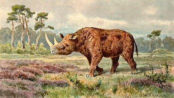 Los restos de un rinoceronte