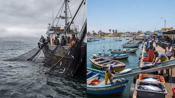 El Niño 2026 pone bajo presión el mar peruano: pesca, fauna y turismo enfrentan un escenario de mayor riesgo