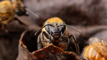 Abejas sin aguijón de la