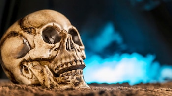 Un cráneo humano fue encontrado