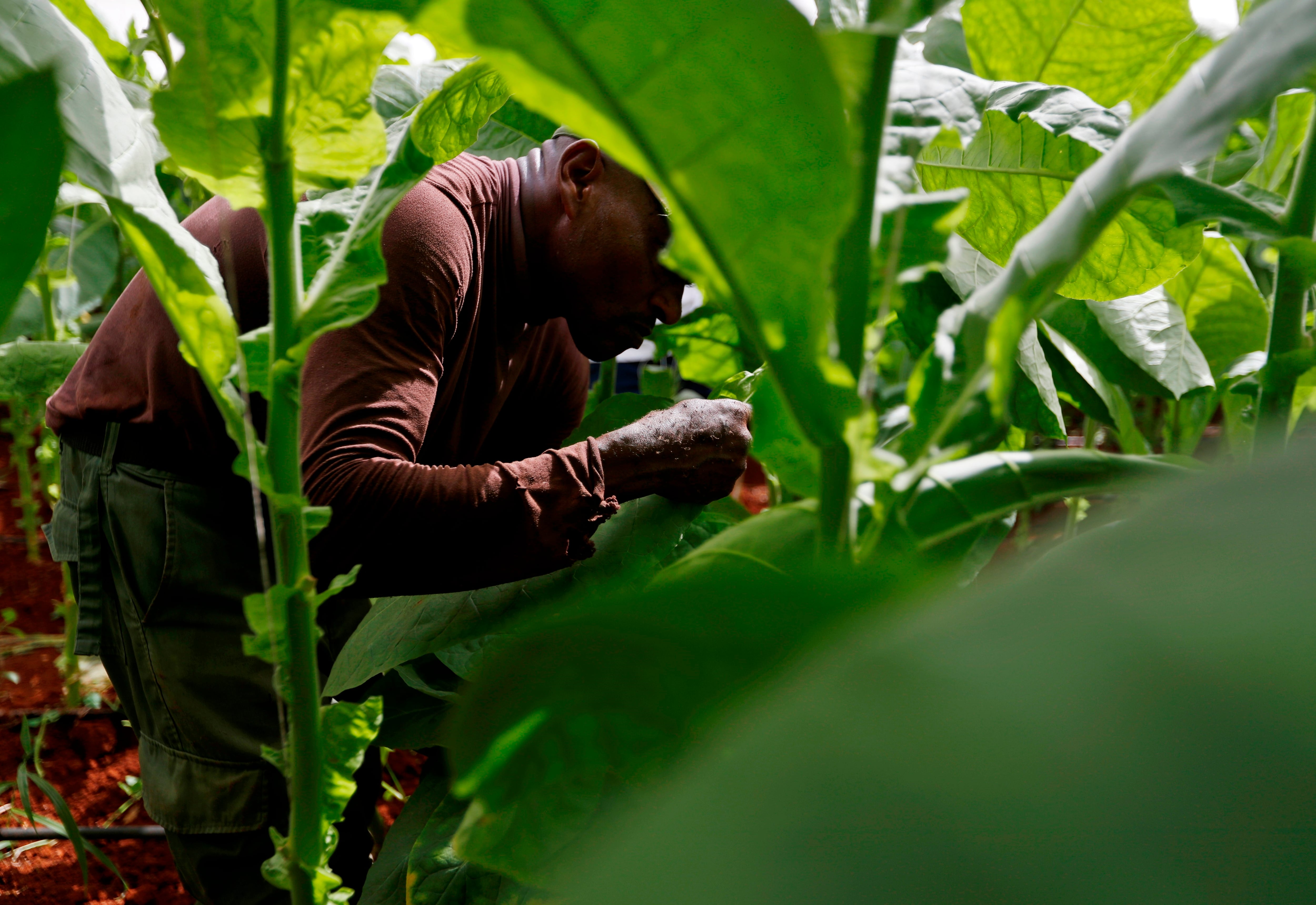 Un cubano trabajando en el campo (EFE/Yander Zamora/Archivo)