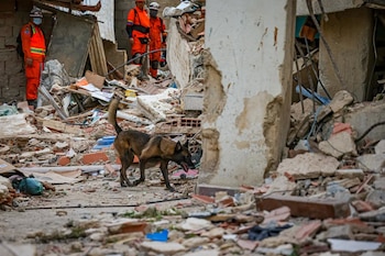 Cuando Rambo detectó una posible persona viva, ladró en el lugar y orientó la trufa hacia la dirección de la señal. (Cortesía: Secretaría de Prensa)