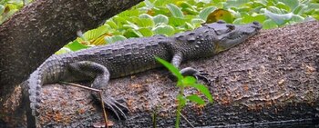 La investigación de Valeria Boyás