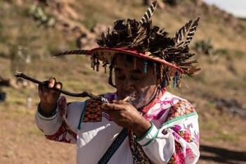 El híkuri o peyote, planta