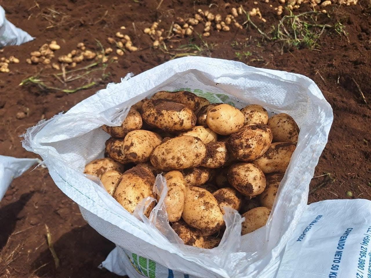 La disponibilidad de semilla certificada de papa determina el rendimiento agrícola y la capacidad de abastecimiento en el país.