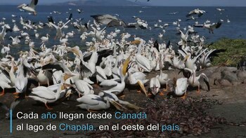 Los pelícanos borregones llegan cada