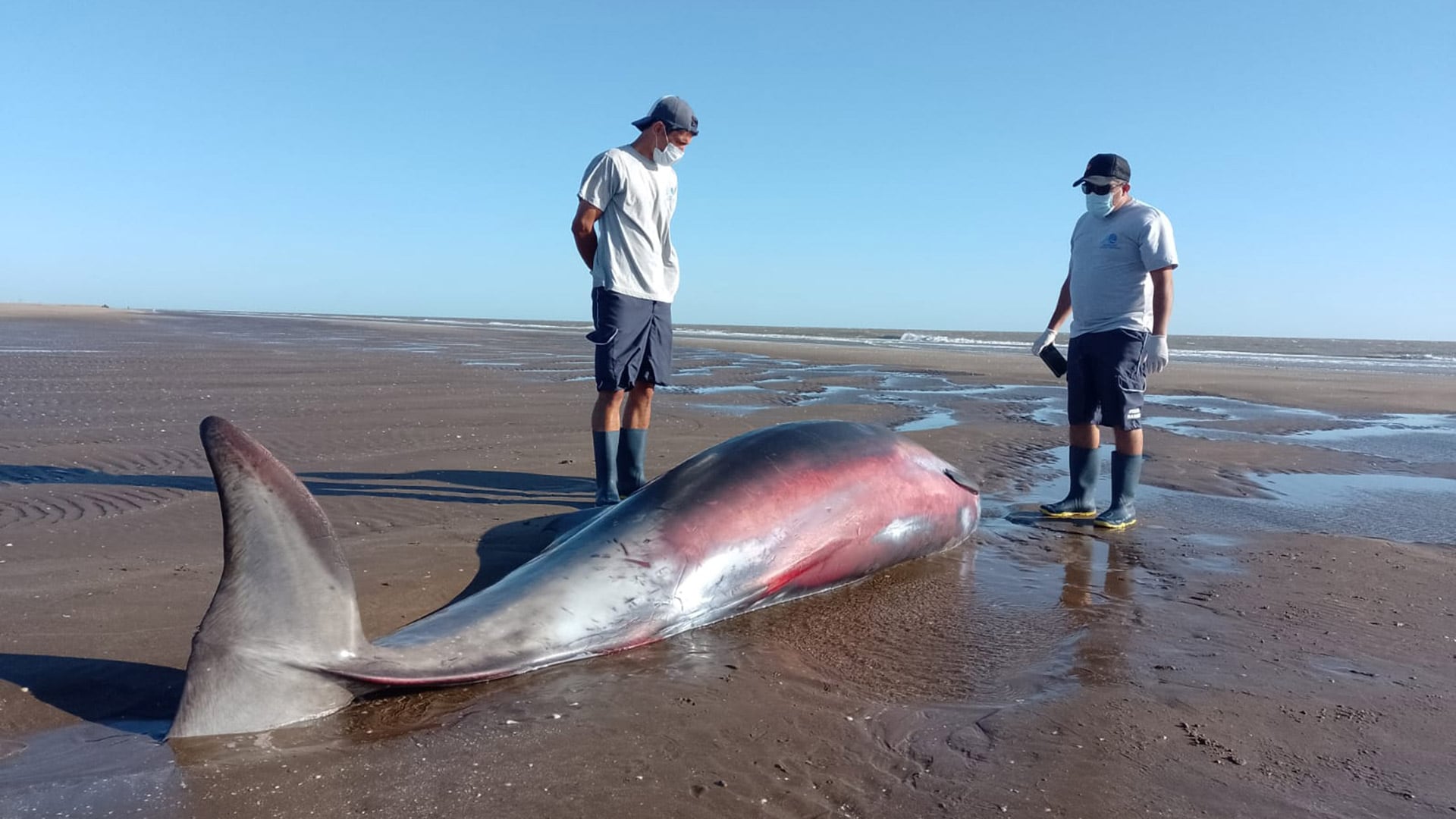 El animal fue hallado sin vida en la mañana del miércoles