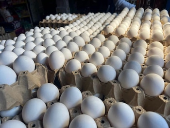 La disponibilidad de gallinas ponedoras puede influir directamente en la oferta de huevos. (FOTO: La Prensa)