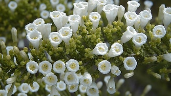 El palo piche (Fabiana imbricata)