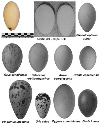 Comparación del huevo de