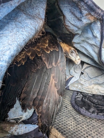 Débil y sin ganas, así