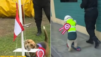 Izan la bandera, juegan al fútbol y manejan patineta: los trucos que prepara la Policía Canina para el Desfile Militar por Fiestas Patrias