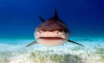 Asia es la principal región