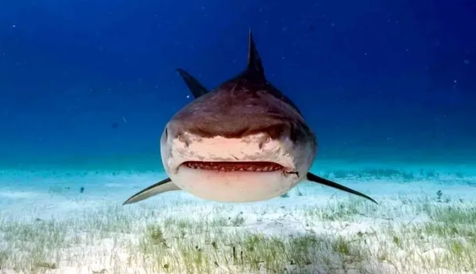 La imagen del tiburón tigre revela su versatilidad como depredador, capaz de aprovechar recursos temporales como las aves marinas, y destaca su importancia ecológica en la zona (EFE)