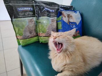 De inmediato, Miauricio se acostumbró