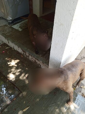 os perras, Nena y Nina,