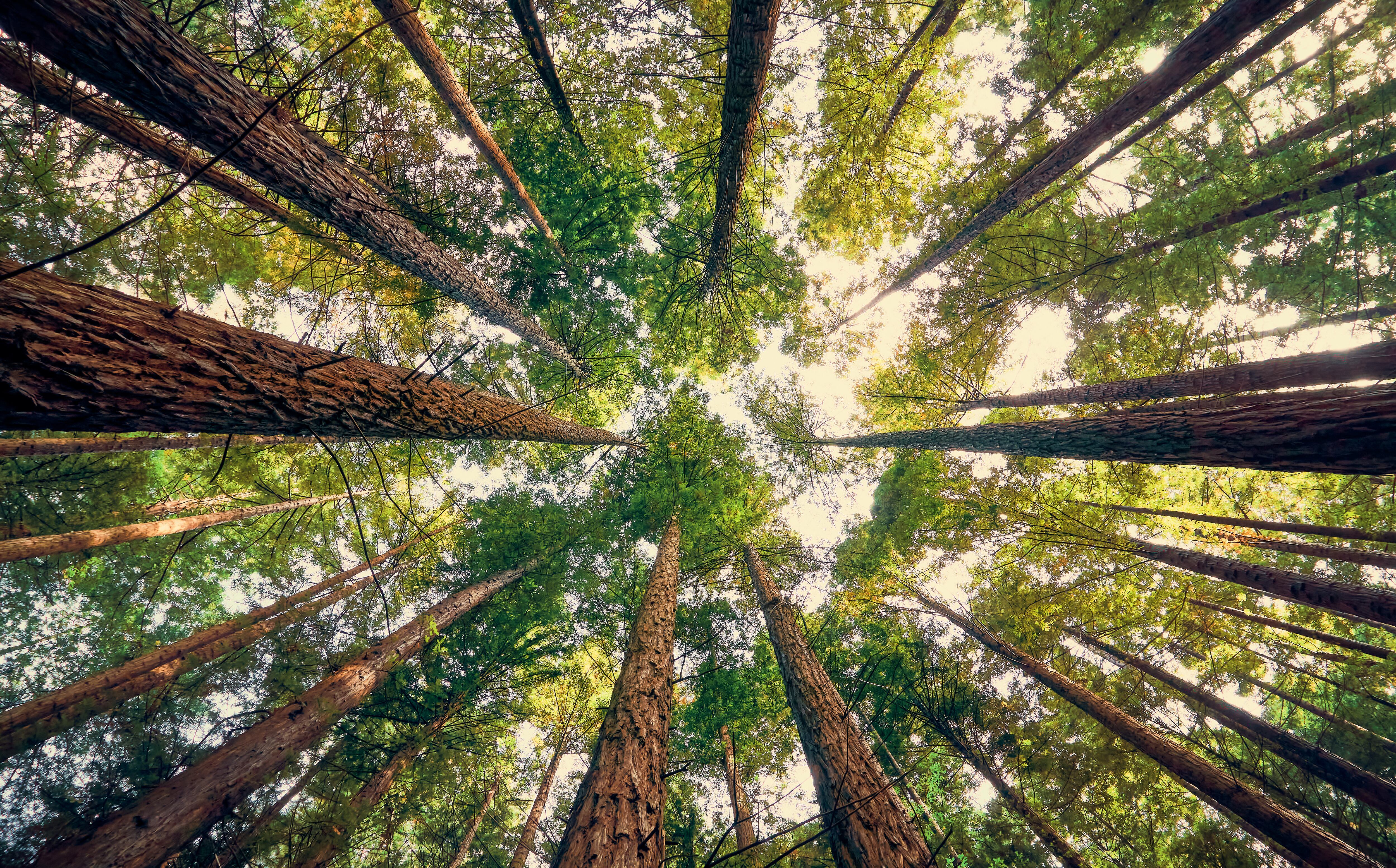 Bosques de Secuoyas de Cabezón de la Sal, en Cantabria (Adobe Stock).