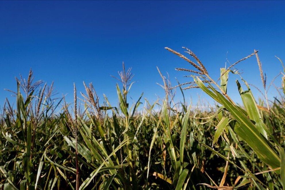 campo