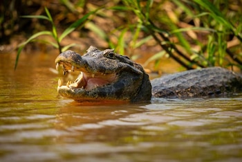 Un caimán en agua marrón con la boca abierta que muestra sus dientes, rodeado de plantas verdes en el fondo
