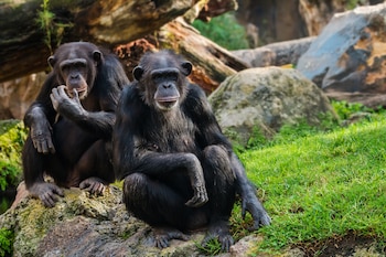 Una pareja de chimpancés. (AdobeStock)