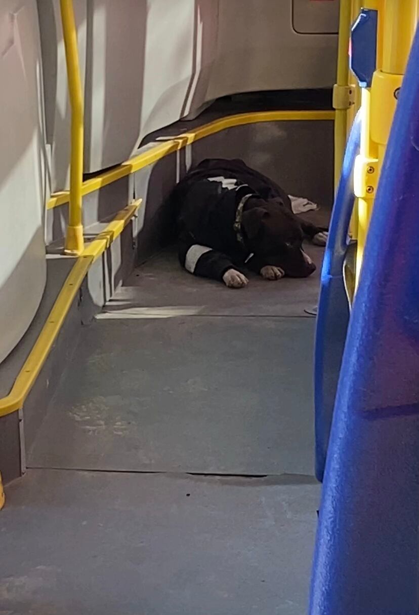 Usuarios aseguran que el perro recorre el bus para supervisar que todos los pasajeros bajen antes de que se cierren las puertas - crédito @camiilalarcon / TikTok