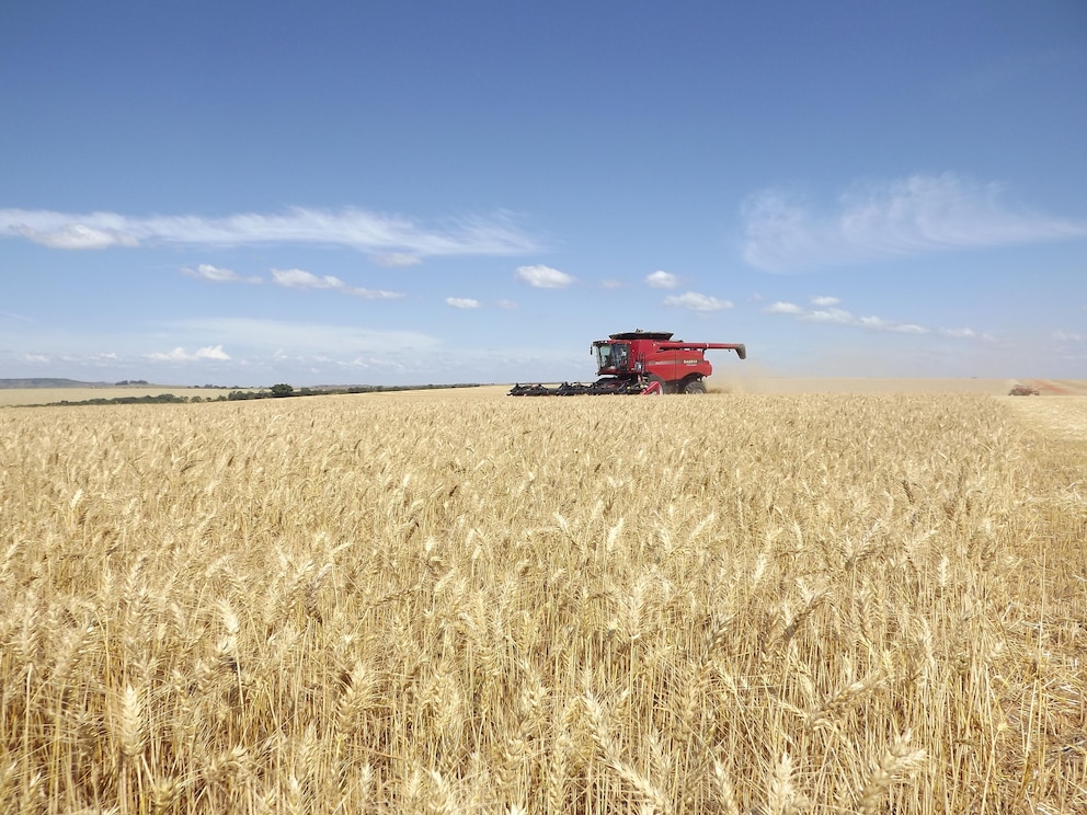 El trigo argentino empieza a pensar en Brasil: competitividad y márgenes ajustados para la nueva campaña