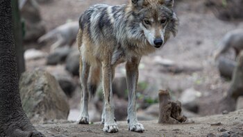 Qu'est-il arrivé aux loups mexicains