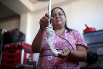 ACOMPAÑA CRÓNICA EL SALVADOR ANIMALES