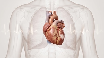 Torso humano transparente con la caja torácica, un corazón anatómico con una marca clara en el tejido y una línea de electrocardiograma.