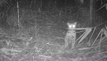 El ocelote o tigrillo es uno de los cuatro grandes felinos de Colombia que habita en las zonas de reserva de Pitalito (Huila). Foto: Alcaldía de Pitalito (Huila)
