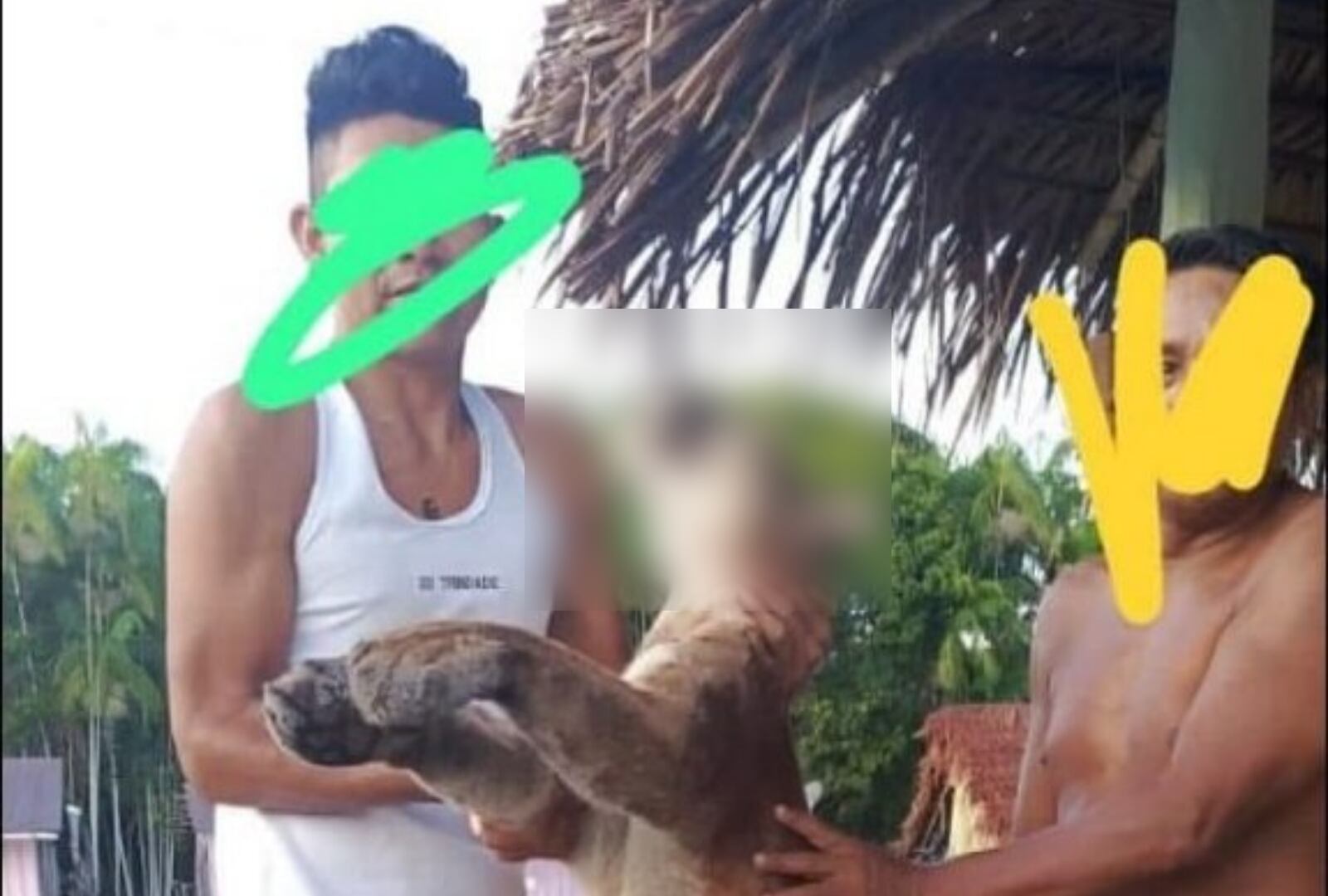 Se desconoce la identidad de los responsables del asesinato del puma - crédito @ColombiaOscura/X