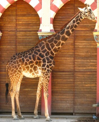 La jirafa Shaki murió sorpresivamente