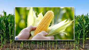 Remedio que ayuda a controlar