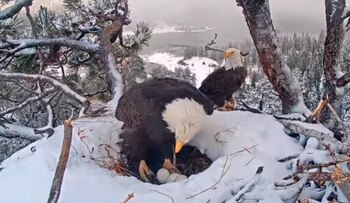 Los seguidores esperan ansiosos la