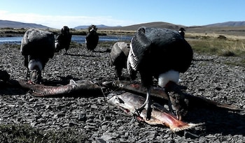El aporte de biomasa de los salmones beneficia a carroñeros como cóndores, zorros y caranchos, modificando flujos de nutrientes (CENPAT-CONICET)