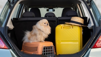 Entra en vigor la nueva normativa para viajar con mascotas en la UE: requisitos para los desplazamientos con animales de compañía