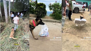 Ella es Guerra, la perrita que pasó de despachar en una tienda a entregar ayudas en sectores afectados por el terremoto