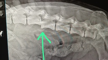 Akira tiene una vértebra despedida