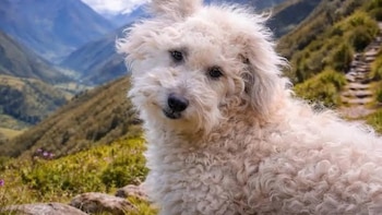 Un perro de pelaje blanco y rizado mira a la cámara sobre un fondo de montañas verdes y un camino de piedra