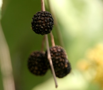 Foto:
Wikipedia/J.M.Garg