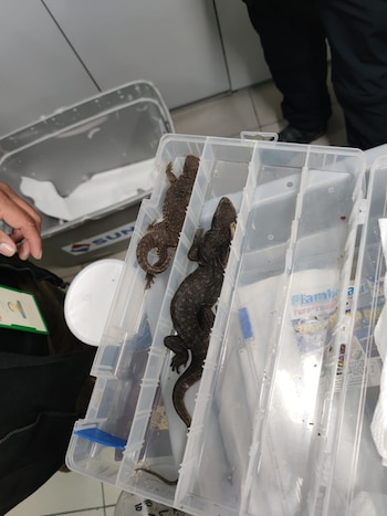 Incautan 160 animales exóticos en