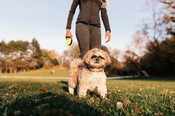 Un perro pasea por un parque con su dueña. (Magnific)